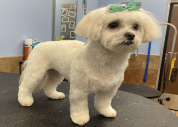 angel dog grooming