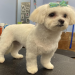 angel dog grooming