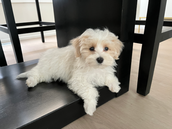 maltipoo illinois