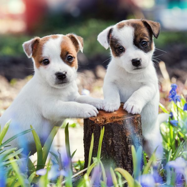 jack russell breeders california