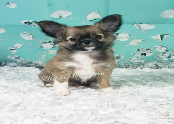 buy or adopt long haired chihuahua