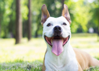 staffordshire bull terrier cats
