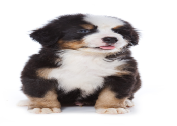 puppyfinder com