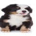 puppyfinder com