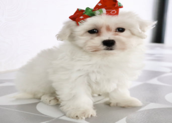 bichon puppies near me