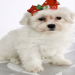 bichon puppies near me