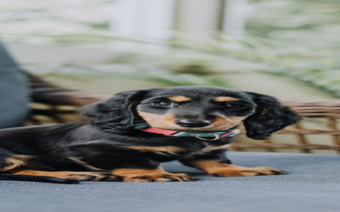 dachshund for sale az