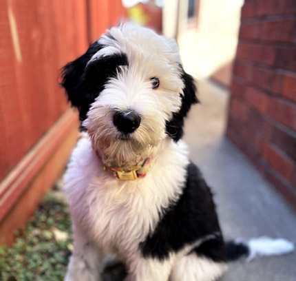 sheepadoodle for adoption