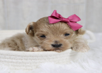 maltipoo puppies for sale in indiana