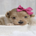 maltipoo puppies for sale in indiana
