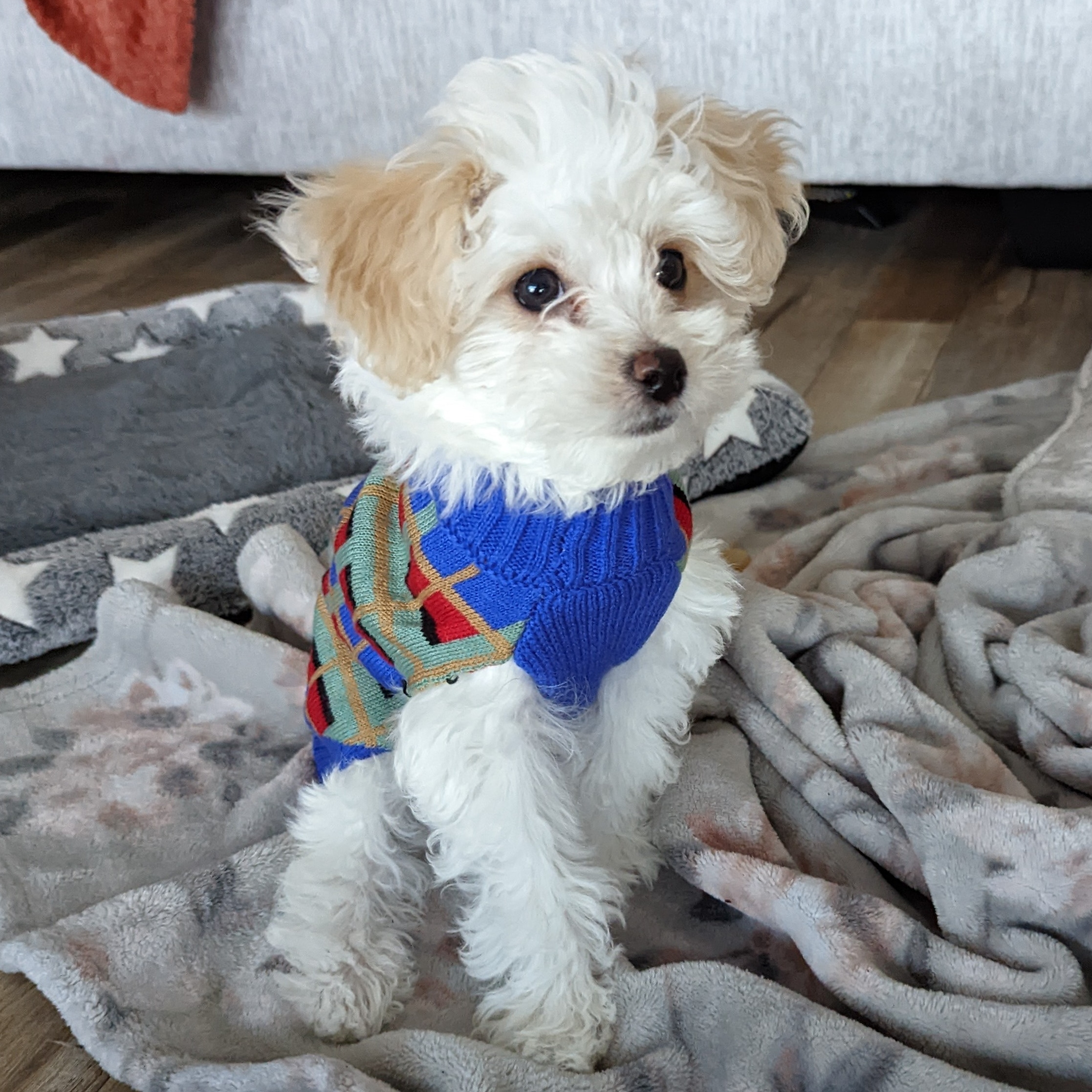 maltipoo dog clothes