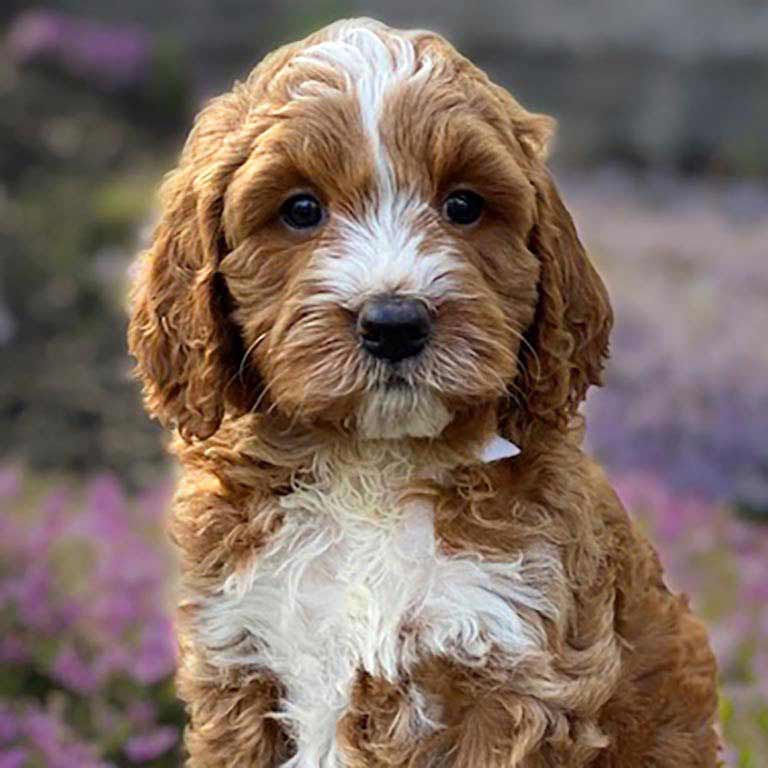 goldendoodle breeders pa