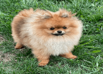 puppy for sale in michigan