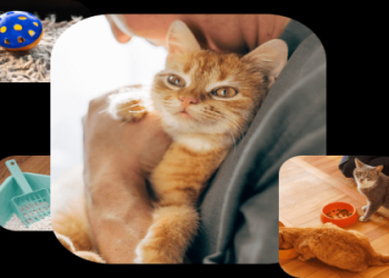 pet store chester nj