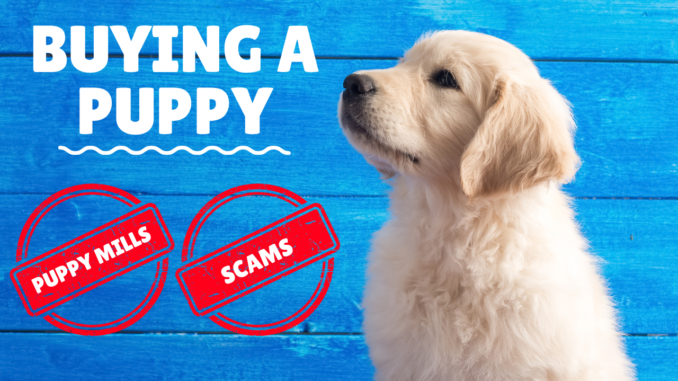 buying a puppy online