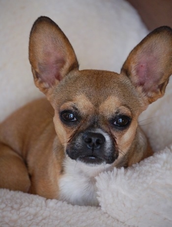 french bulldog mix with chihuahua