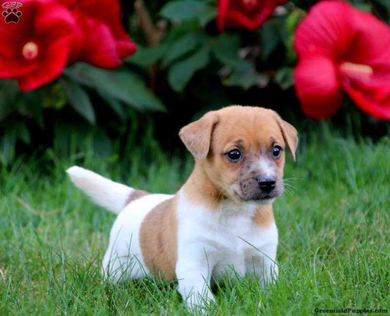 jack russell mixed with chihuahua for sale