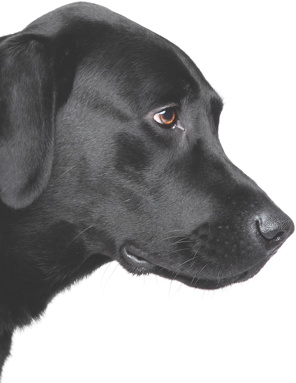 rehome adopt a pet com