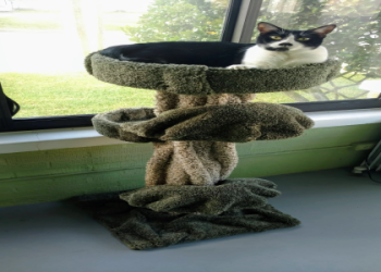 finding fido the feline