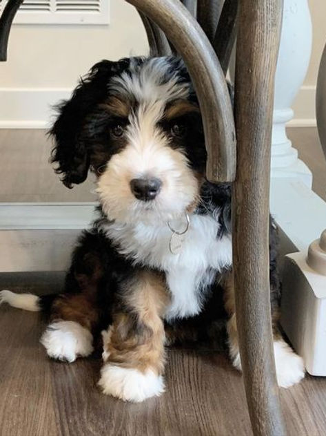 bernedoodle ohio breeders