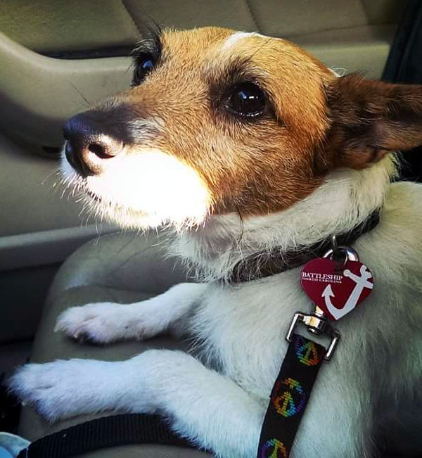 jack russell terriers for adoption near me