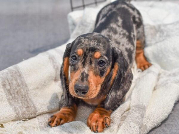michigan dachshund breeders
