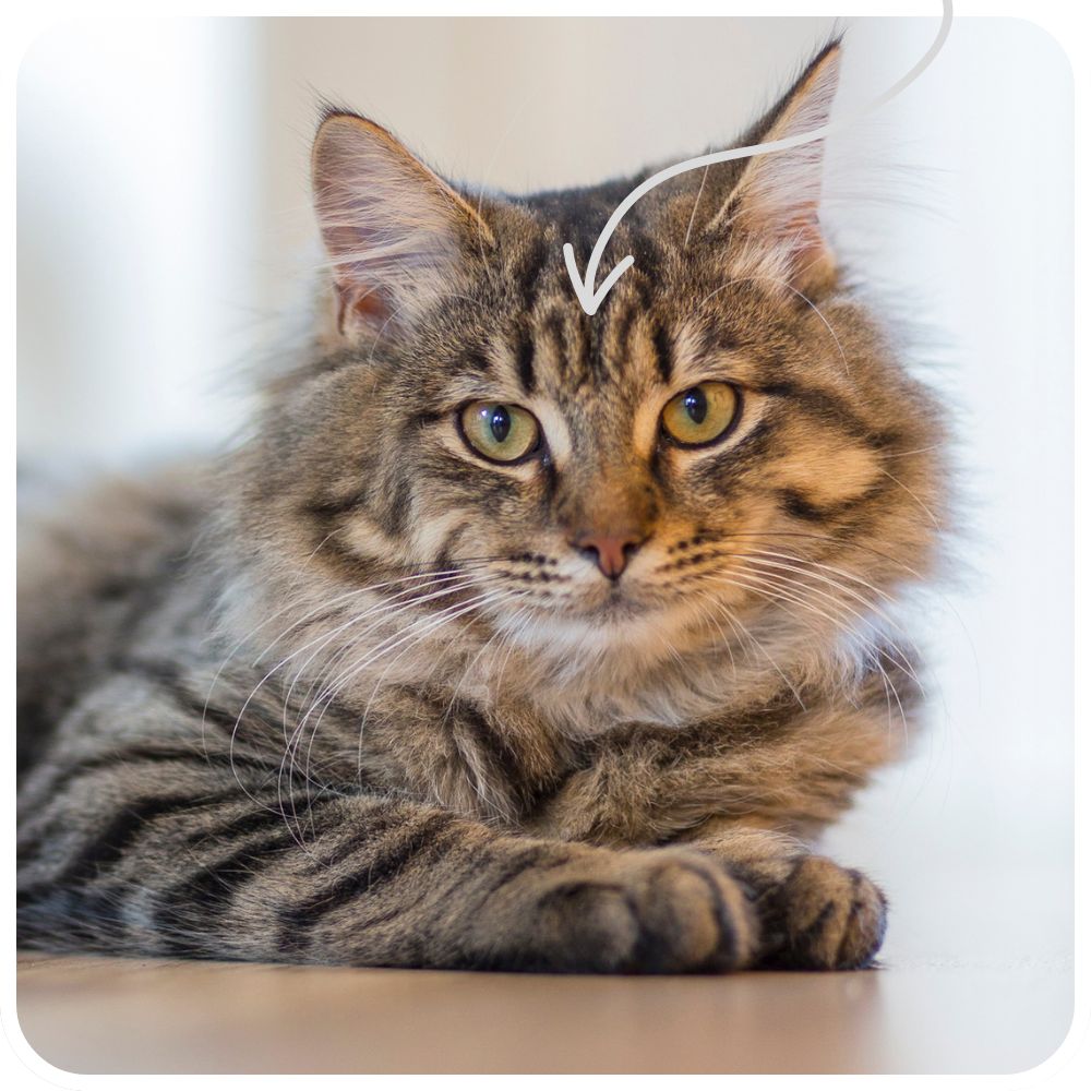 maincoon mix