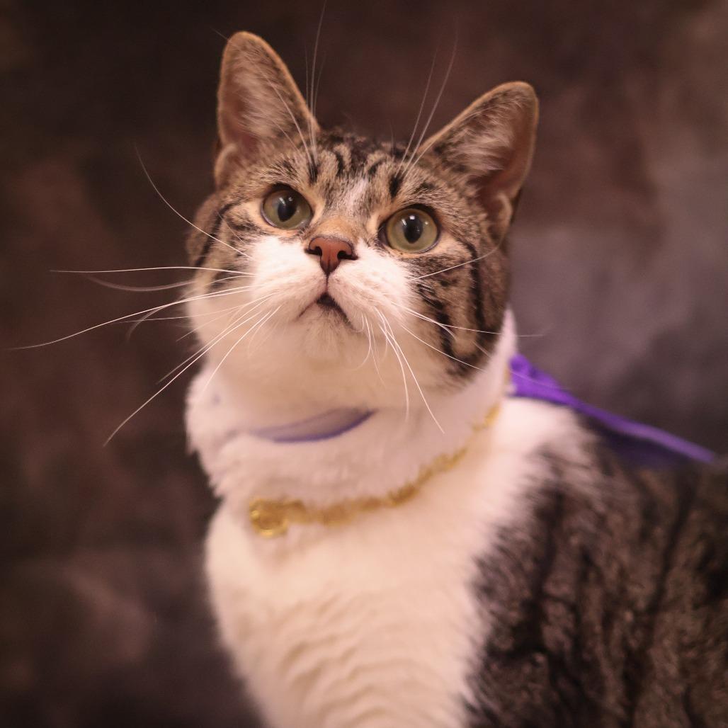 petfinder philadelphia