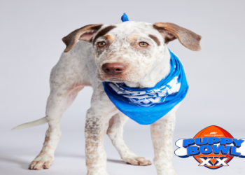 great american rescue bowl animal homelessness