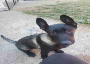 belgian malinois for sale mn