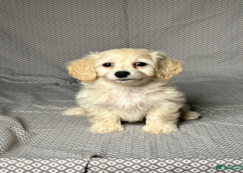 bichon dachshund mix