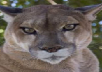 what is the most adaptable animal