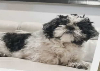 shih tzu rescue in nj
