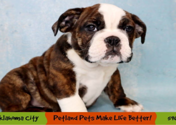 free english bulldog puppies near me