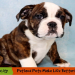 free english bulldog puppies near me