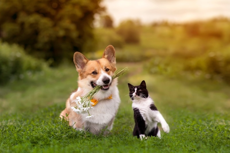 corgi and cats
