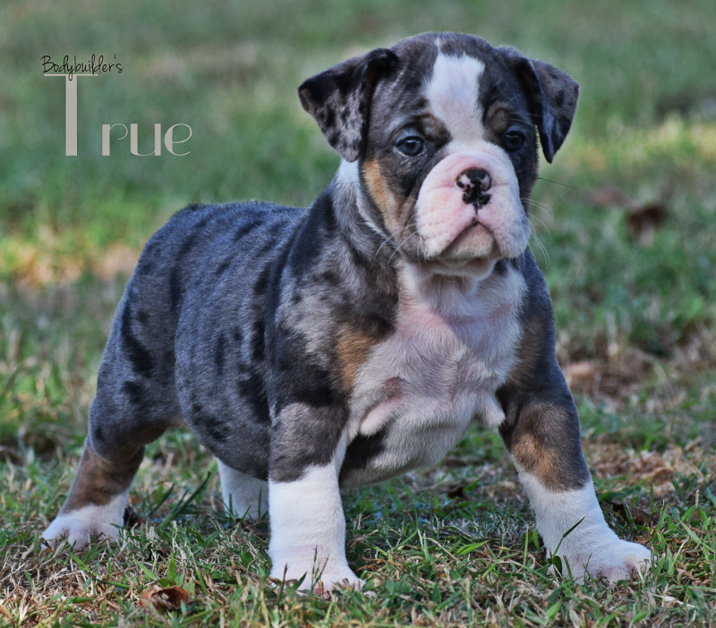 old english bulldog blue brindle