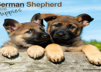 animal planet breed selector dog