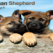 animal planet breed selector dog