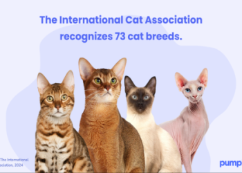 best cats breeds