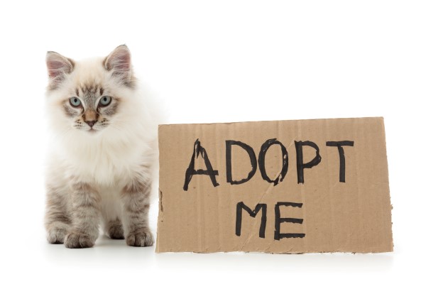 adopt-a-cat