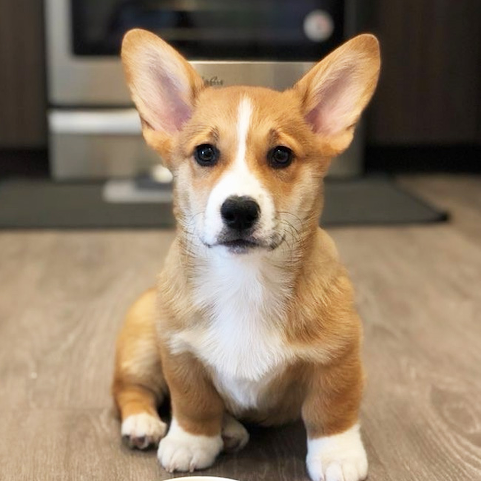corgi puppies for sale washington