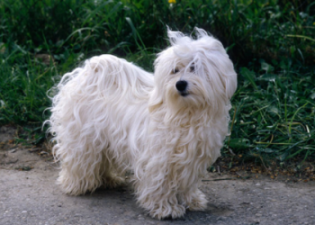 retired havanese for adoption