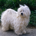 retired havanese for adoption