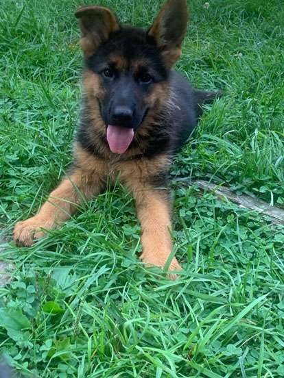 german shepherd puppies pennsylvania