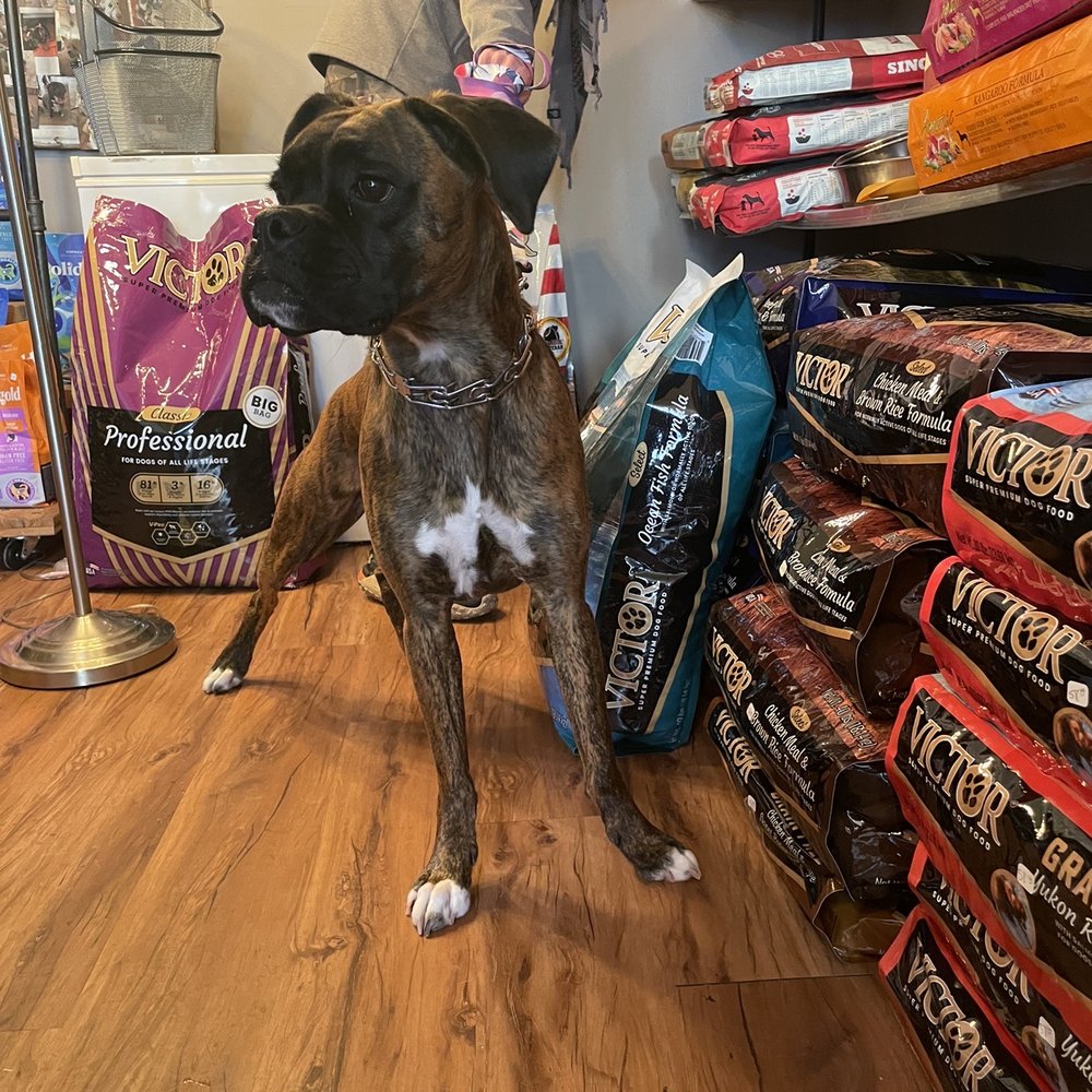 pet store selling dogs near me