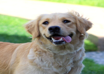 goldendoodle breeders pa