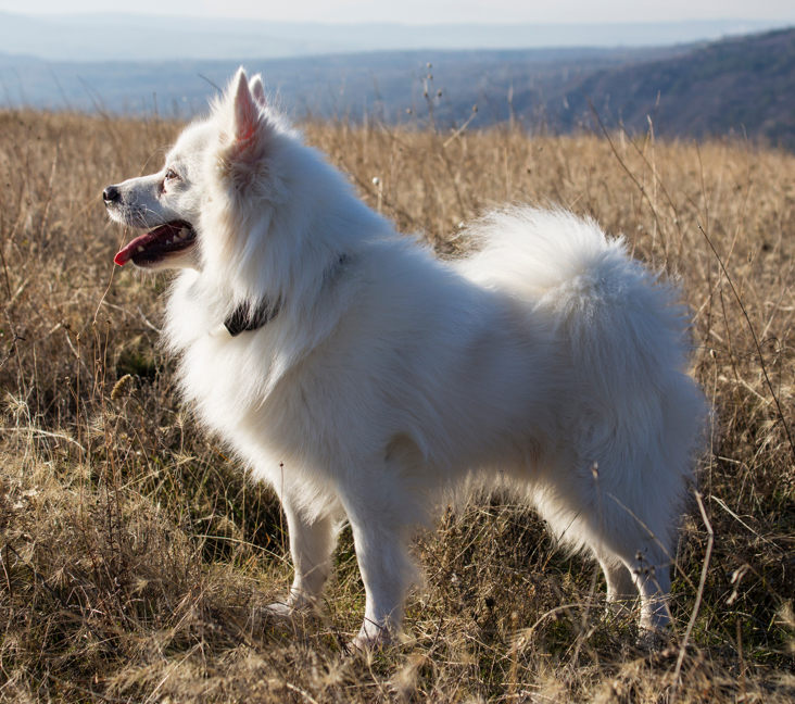 american eskimo adoption near me