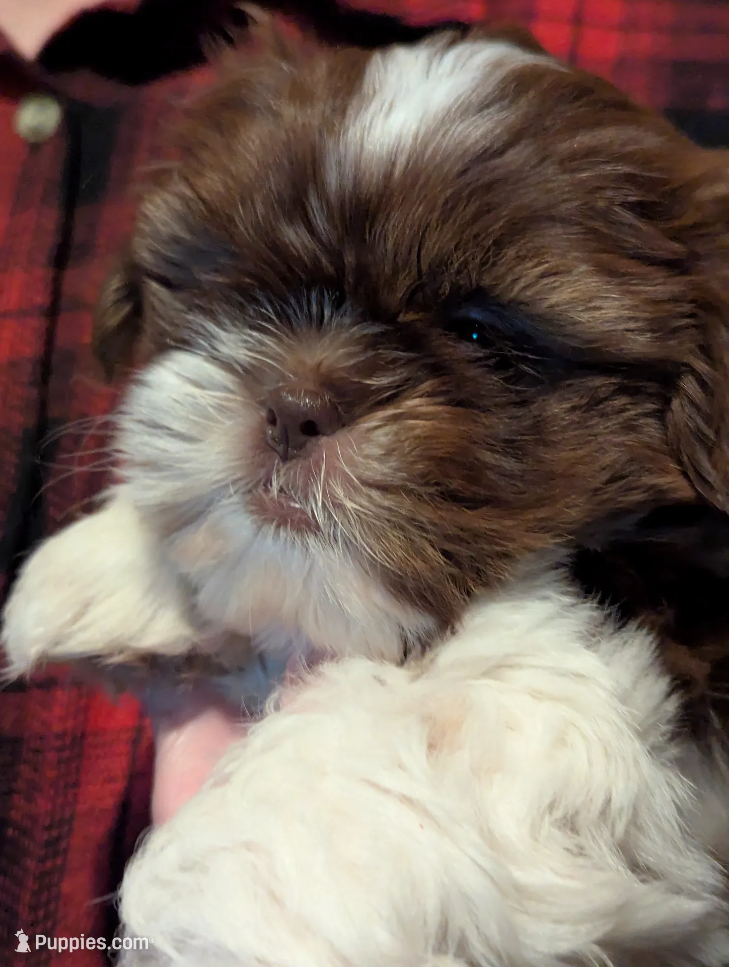 puppies.com michigan