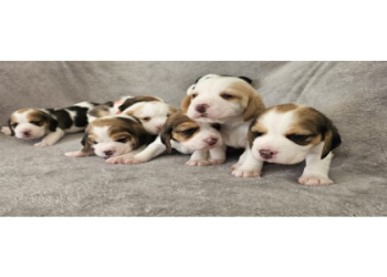 beagle puppies for sale in pa